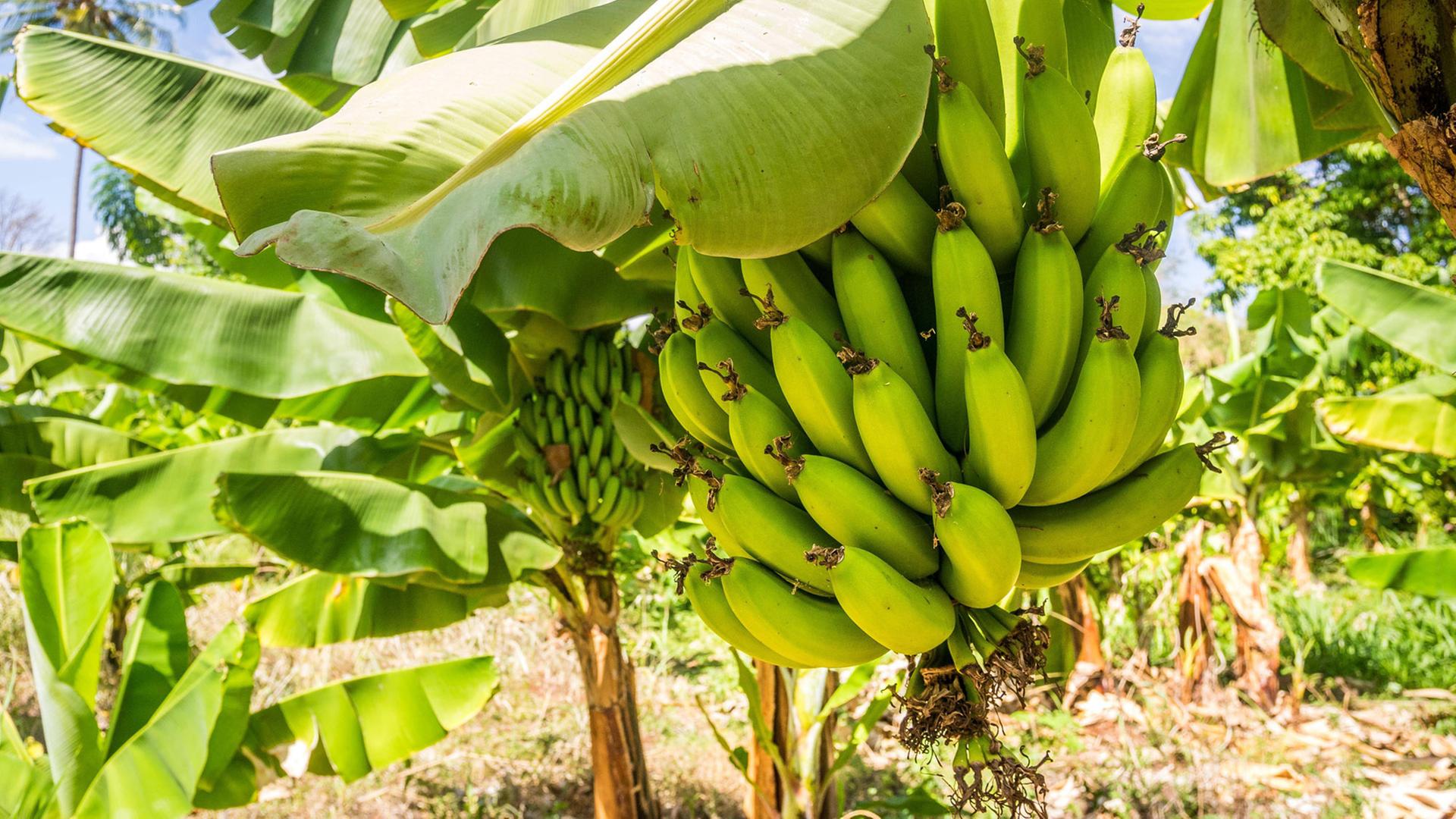 Cavendish Bananenstaude auf der Plantage, Taveta, Kenia, Afrika