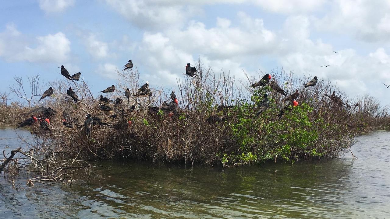 Tausende Fregattvögel nisten in den von Hurrikan Irma entlaubten Mangroven auf der Barbuda