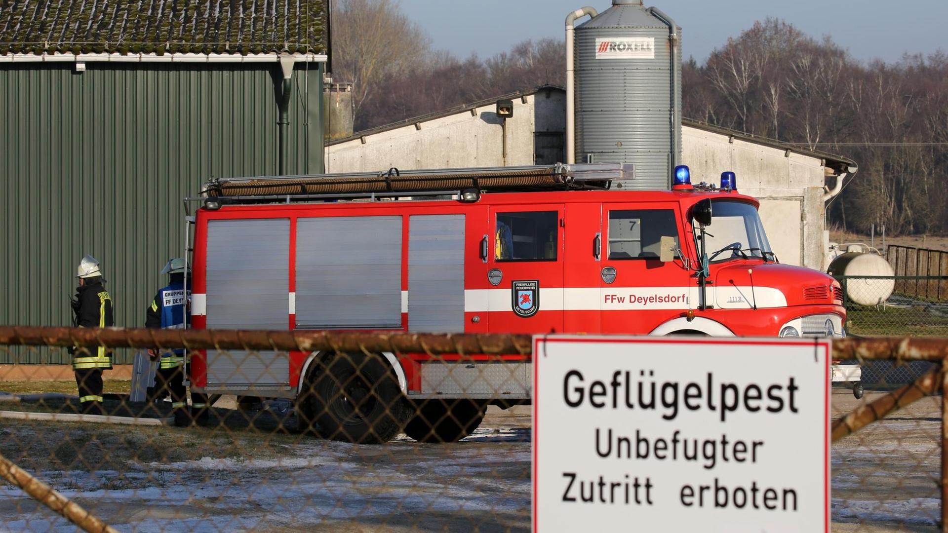 Ein Schild mit der Aufschrift "Geflügelpest - Unbefugter Zutritt verboten" hängt vor dem Putenmatbetrieb in Deyelsdorf bei Tribsees (Mecklenburg-Vorpommern), in dem sich der Verdacht auf Geflügelpest mit dem hochansteckenden Virus H5N8 bestätigt hat. Die rund 40.000 Tiere werden getötet.