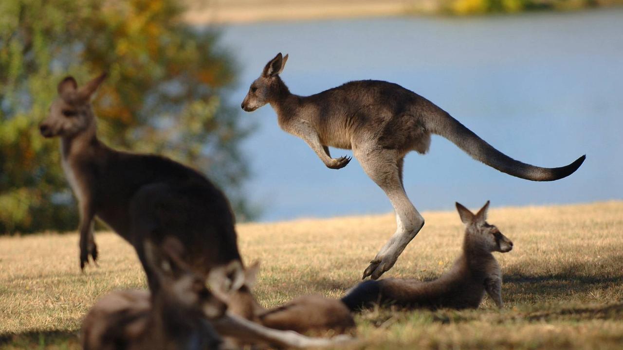 Ein Känguru springt über eine Wiese, andere ruhen sich aus.