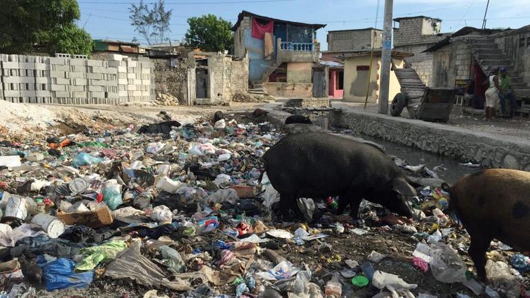 Müllberg am Rande eines Slums in Haitis Hauptstadt Port-au-Prince; schwarze Schweine laufen darin herum.