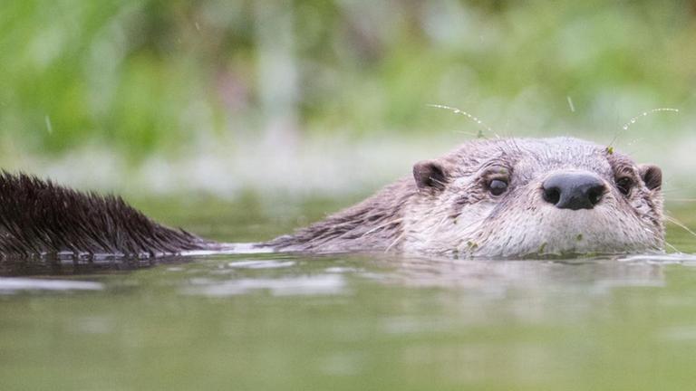 Ein Fischotter schwimmt durch einen Teich.