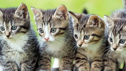 Vier kleine Kätzchen, fotografiert am 28.06.2015 in einem Garten in Sieversdorf im Landkreis Oder-Spree (Brandenburg). Foto: Patrick Pleul