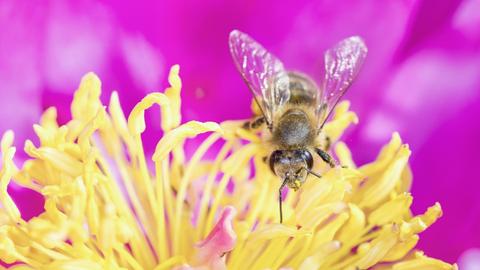 Eine Biene auf der Blüte einer Rosa roxburghii