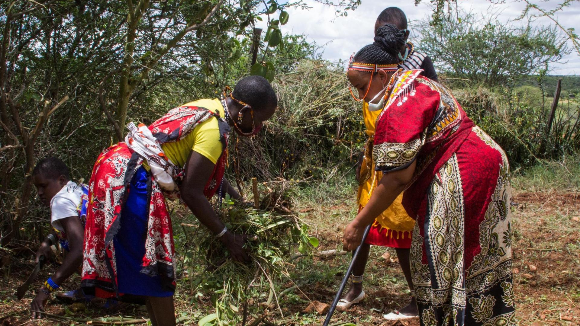 In bunten Kleidern roden Massai-Frauen mit Hacken ein Feld.