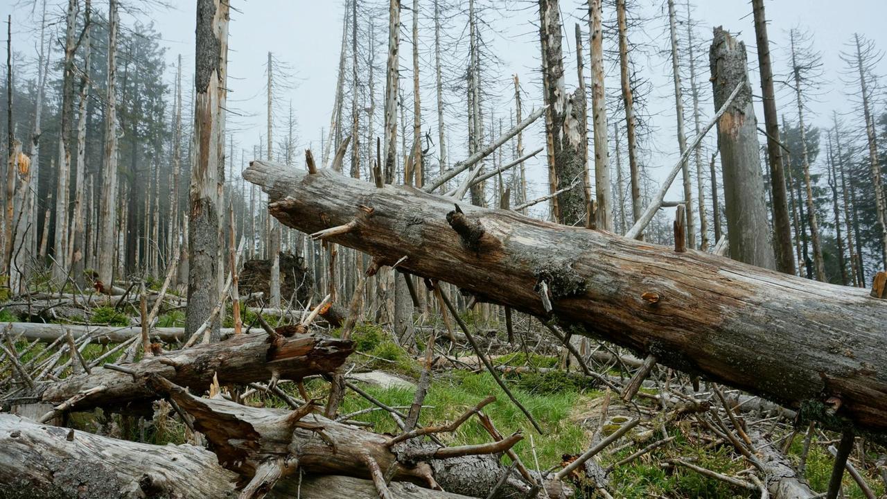 Umgefallene, abgestorbene Bäume liegen im Wald.