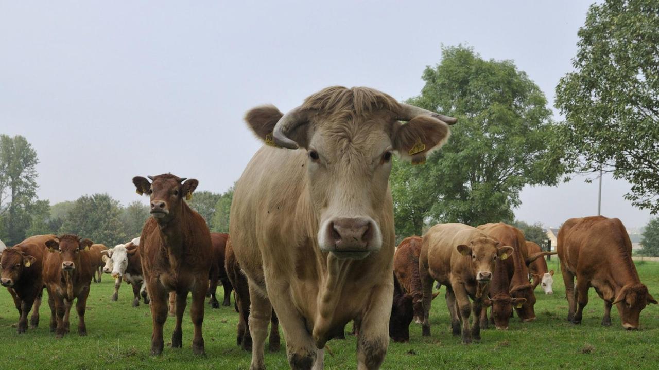 Hausrind (Bos primigenius f. taurus), Charolaises und Limousin-Rinder zusammen auf einer Weide