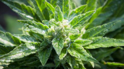 Cannabis