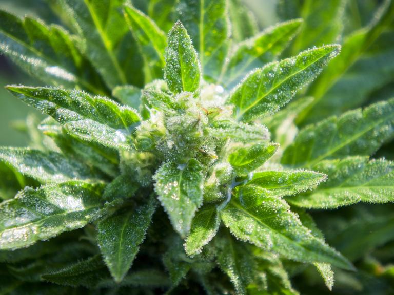 Cannabis