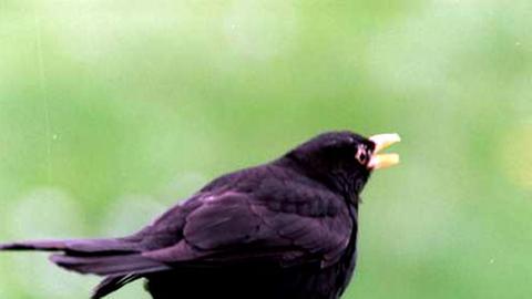 Experimente mit Kanarienvögeln zeigen: Singvögel wie hier die Amsel können möglicherweise doch mehr als ein angestammtes Lied.