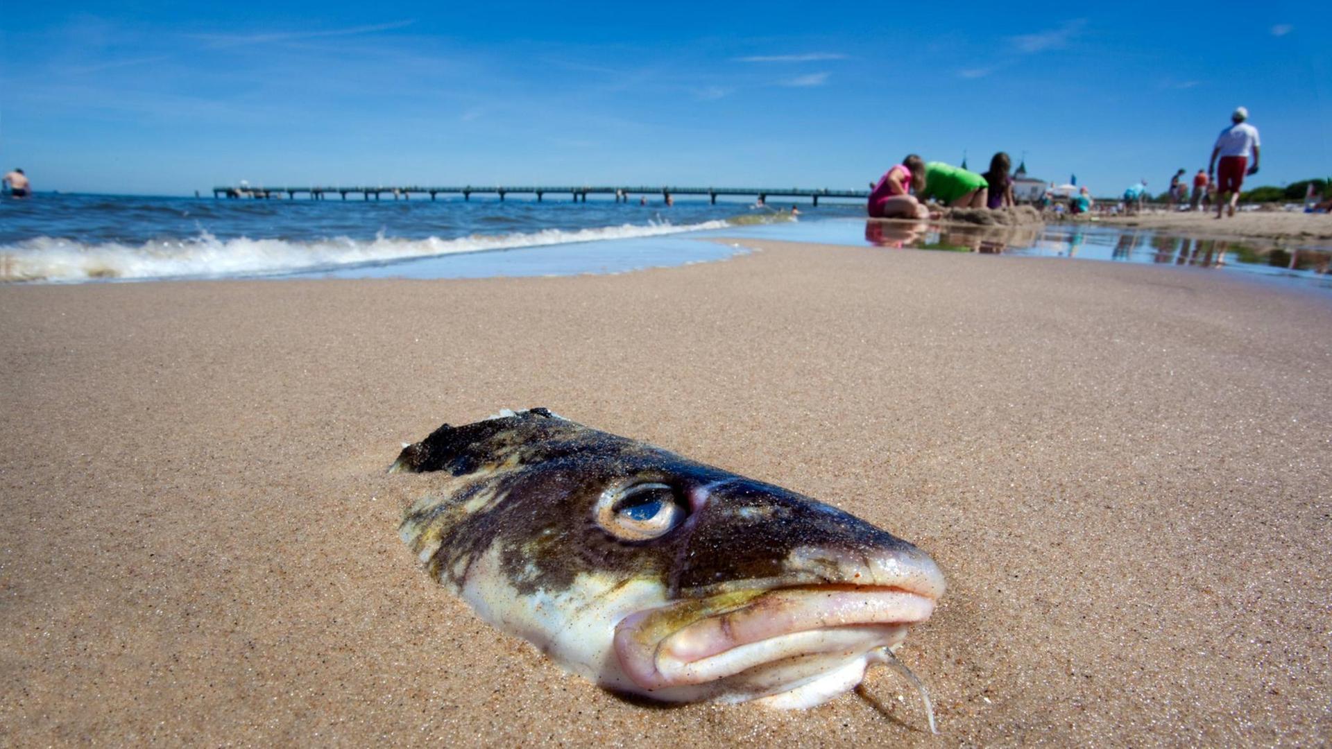 Ein toter Fisch liegt im Sand an der Ostsee, im Hintergrund Menschen und ein strahlend blauer Himmel.