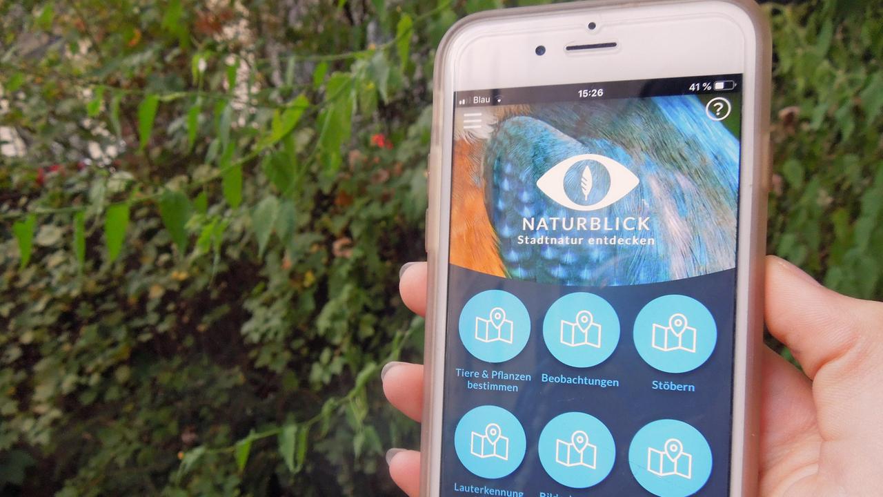 Eine Hand hält ein Smartphone, das die Naturblick-App des Naturkundemuseums Berlin auf dem Display zeigt.
