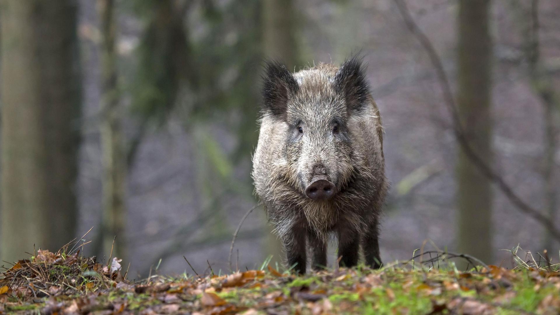 Ein Wildschwein im Wald in Schleswig-Holstein