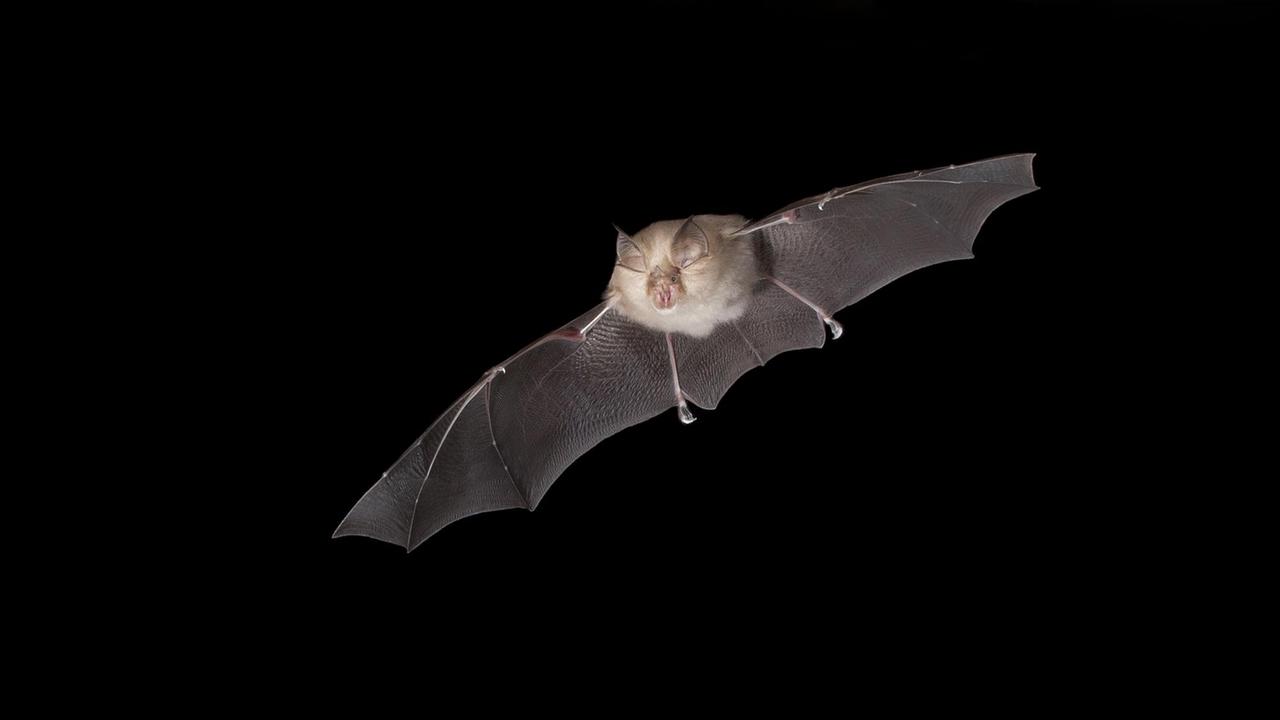 Kleine Hufeisennase (Rhinolophus hipposideros) im Flug in der Nacht