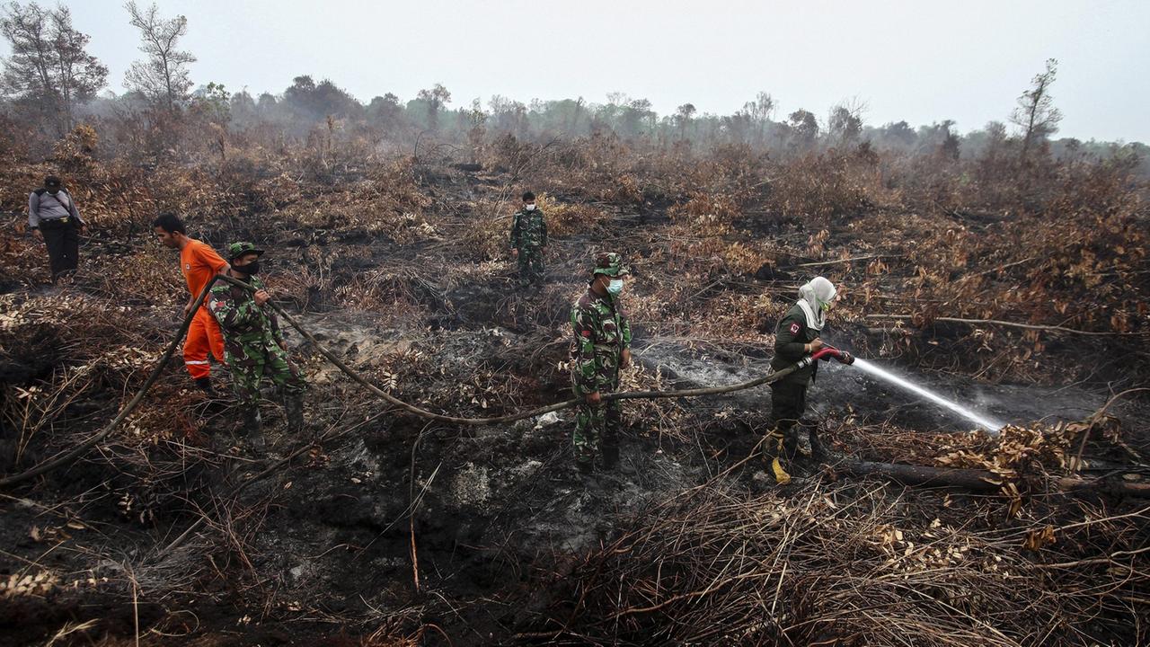 Brände auf Sumatra haben ganze Landstriche verwüstet.