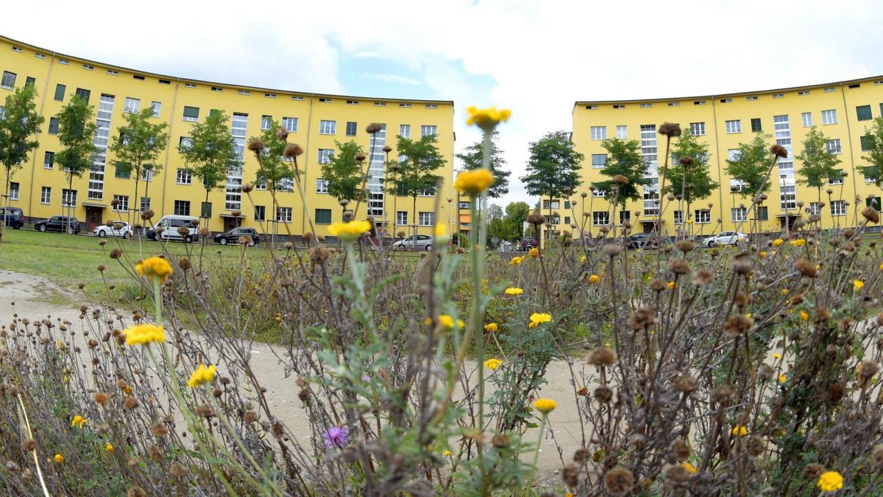 Wildblumen stehen auf der Freifläche vom Siegfriedplatz in der denkmalgeschützten Rundling-Wohnanlage in Leipzig-Lößnig. Für das einzigartige Gebäude-Ensemble wurde vor 90 Jahren im Stil des Neuen Bauens der Grundstein gelegt. 