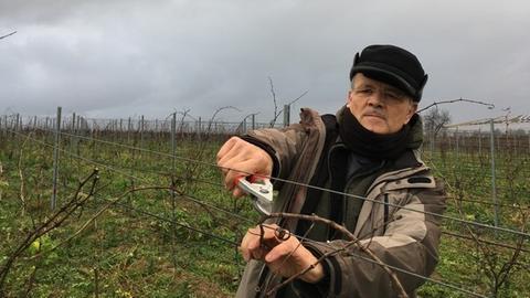 Mitte Januar schneidet Frithjof Hundinger seine Weinstöcke - und schätzt schon mal ab, wann er in diesem Jahr mit dem Spritzen anfangen muss.