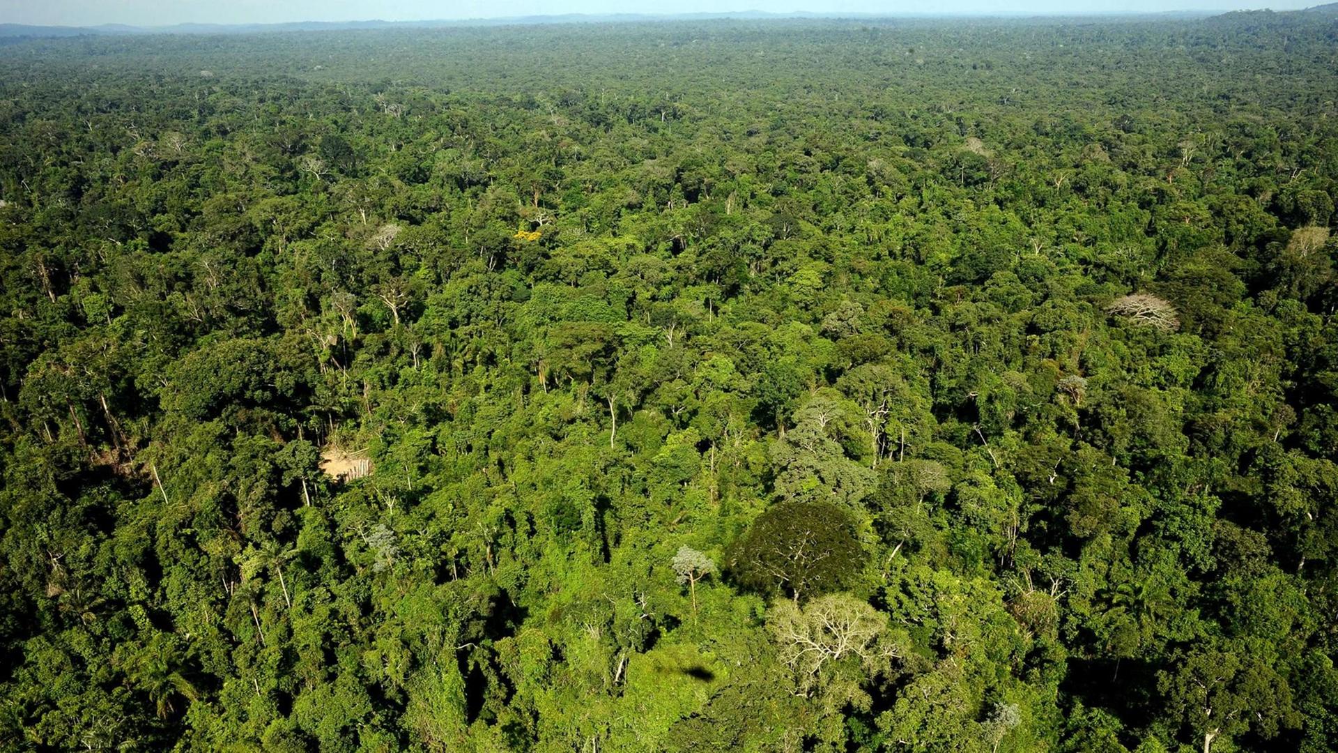 Das Bild zeigt den Amazonas-Urwald im Reservat von Trairao im brasilianischen Bundes-Staat Pará. Die Aufnahme ist aus dem Jahr 2011.