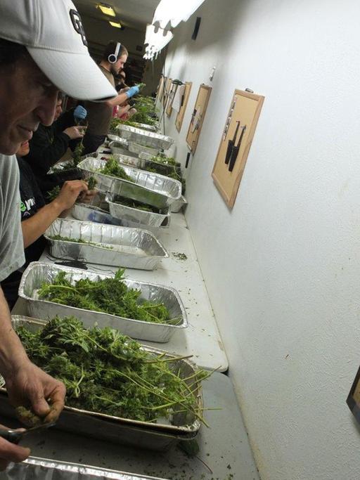 Arbeiter in Colorado sortieren Marihuana