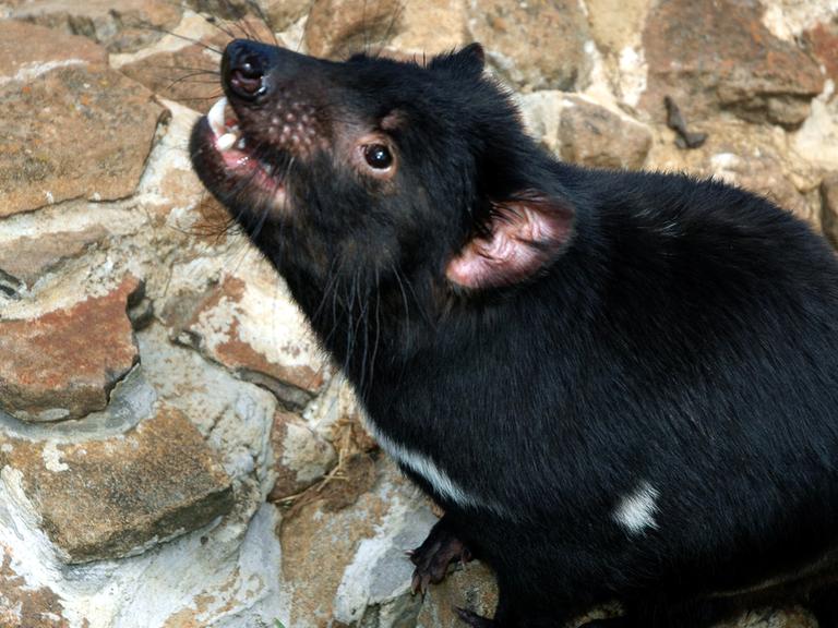 Ein Tasmanischer Teufel