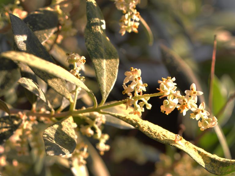 Nahaufnahme von einem blühenden Olivenzweig