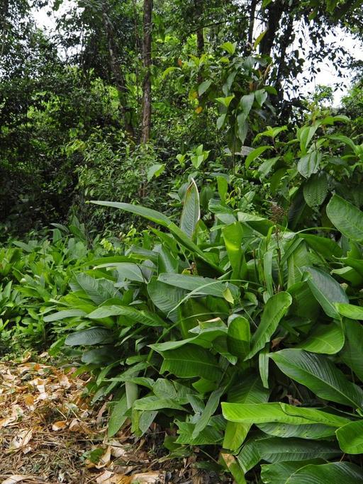 Sekundärwald am Rande des tropischen Regenwaldes in Honduras im Biosphärenreservat Las Marias.