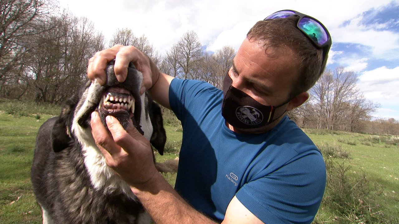 Ein Mann mit Mundschutz reißt einem riesigen Hund das Maul auf und entblößt dessen große Zähne.
