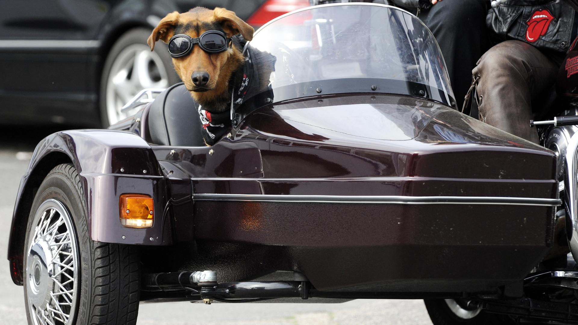 Ein Hund sitzt in einem Motorrad-Beiwagen