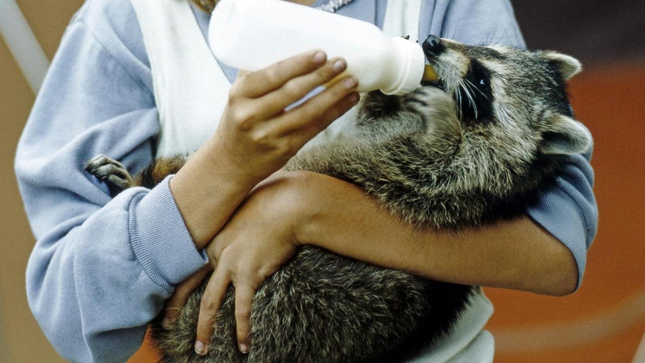 Junges Mädchen reicht einem zahmen Waschbärkind die Flasche.