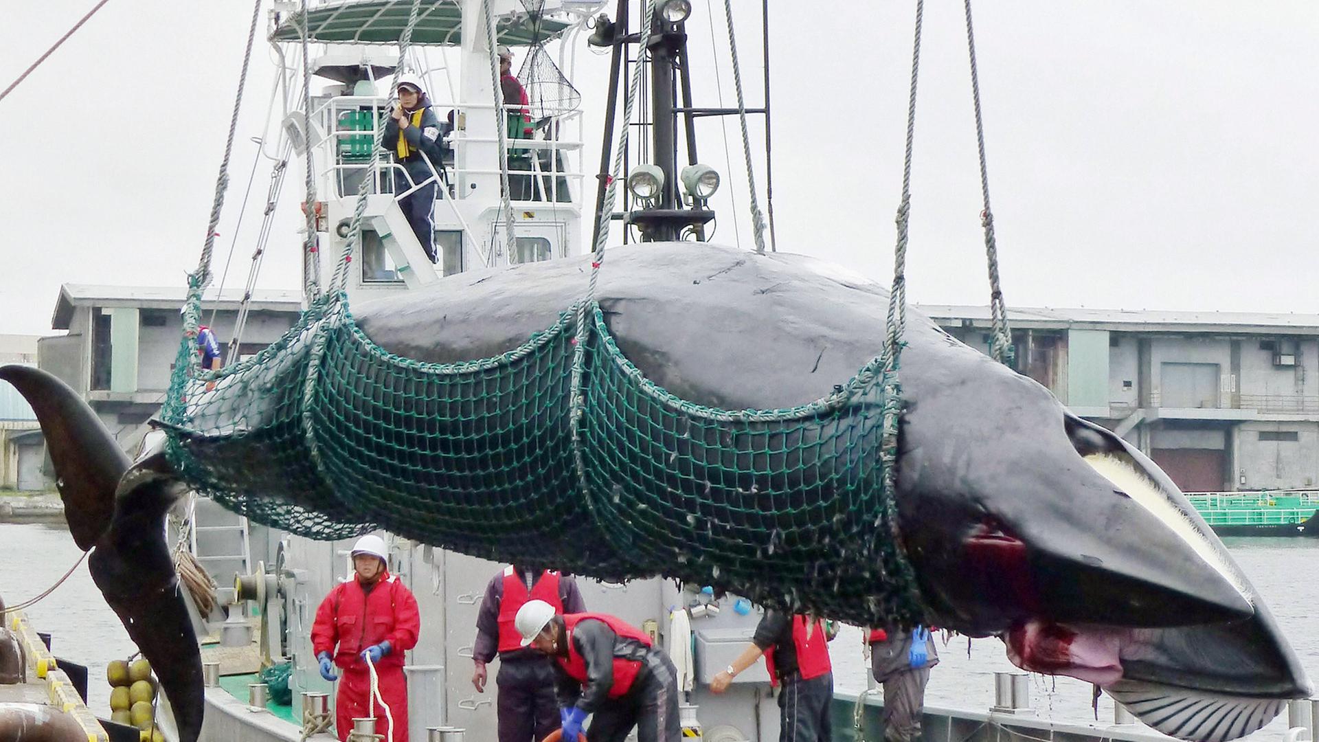 Ein Wal wird in Kushiro auf der japanischen Insel Hokkaido an Land gebracht