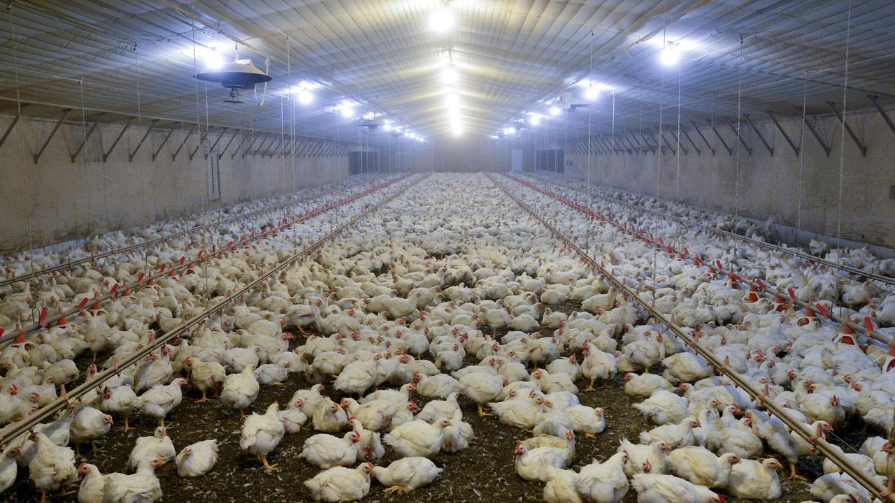 Hühner in einer Geflügelfarm in den USA