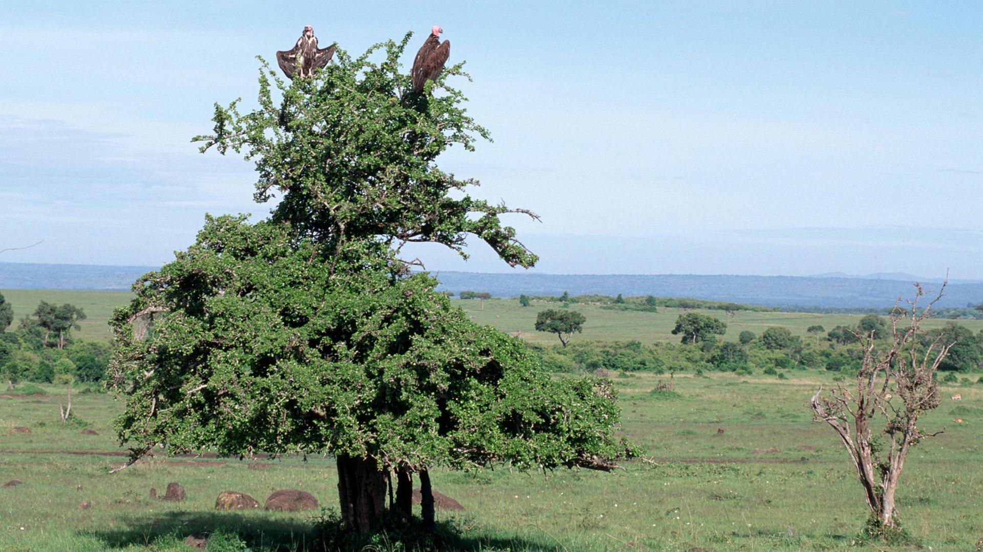 Blick über die Landschaft des Massai Mara Nationalparks in Kenia. Auf einem Baum sitzen zwei Geier und beobachten ihre Umgebung auf der Suche nach Nahrung.