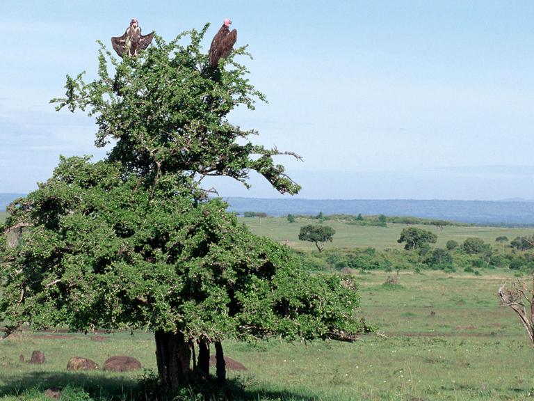Blick über die Landschaft des Massai Mara Nationalparks in Kenia. Auf einem Baum sitzen zwei Geier und beobachten ihre Umgebung auf der Suche nach Nahrung.