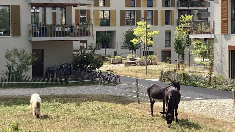 Zwei Esel und ein Pony grasen auf einer Wiese vor Wohnhäusern.