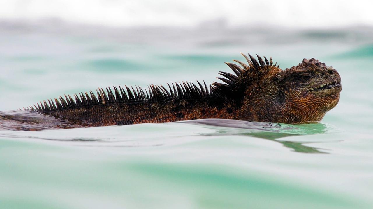 Die Godzilla-Echse schwimmt im Wasser.