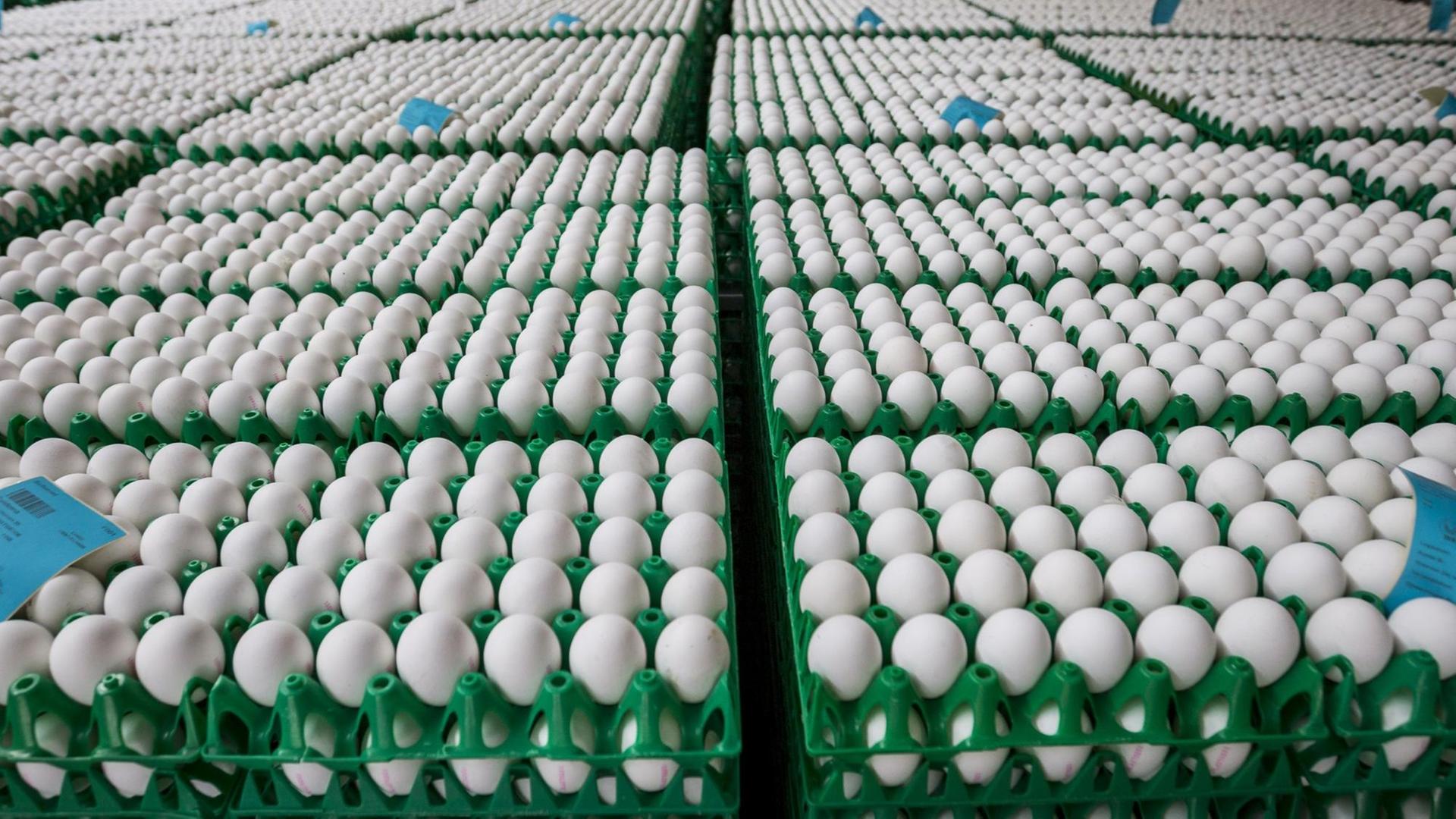  Im Auftrag der niederländischen Lebensmittelkontrollbehörde NVWA werden am 02.08.2017 rund eine Million Eier aus einer Geflügelfarm in Onstwedde (Niederlande) zerstört, weil sie mit dem Insektizid Fipronil verseucht sind.