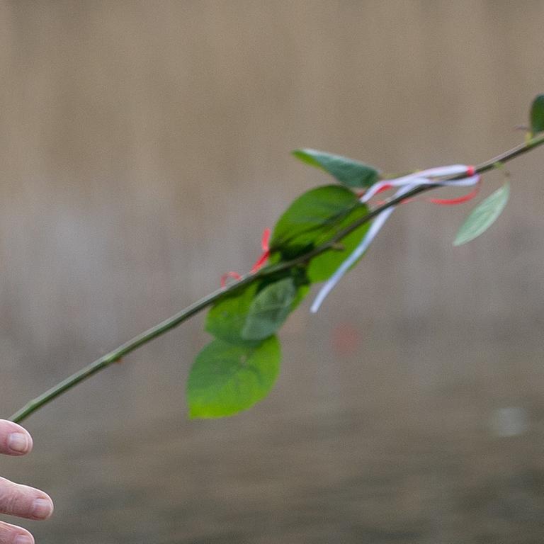 Eine ältere Frau wirft eine Rose zum Gedenken in das Wasser des Schwedtsees am 19.04.2015 in der Mahn- und Gedenkstätte des früheren Konzentrationslagers Ravensbrück bei Fürstenberg (Brandenburg), anlässlich der Gedenkveranstaltung zum 70. Jahrestag der Befreiung des Lagers. 