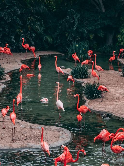 Blick auf Flamingos in einem künstlich angelegten Gehege.