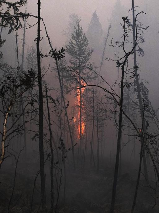 Die Aufnahme zeigt verbrannte, im Rauch stehende Bäume eines Waldes, in der Mitte des Bildes ist ein brennender Baum zu sehen.