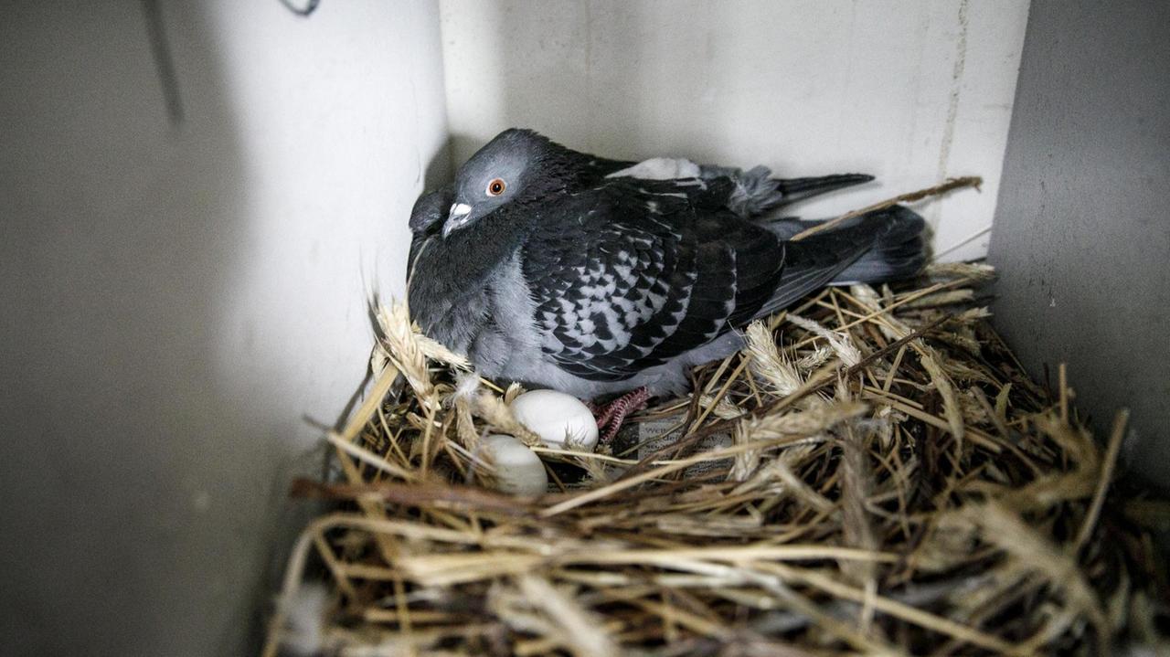 Eine Taube brütet ausgestauschte Gipseier aus in einem Nest im betreuten Taubenschschlag in Berlin.