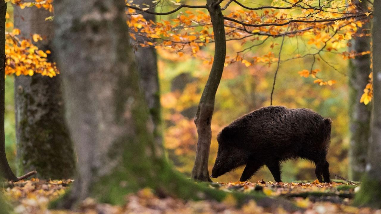 Ein Wildschwein läuft durch den Wald. 