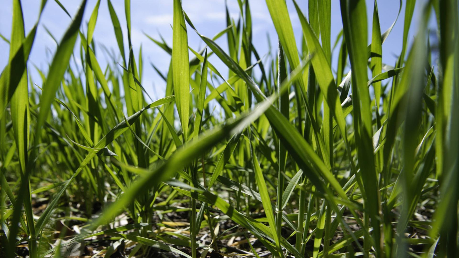Frischer Weizen blüht im Frühling in Bayern, Deutschland auf einem grünen Feld.