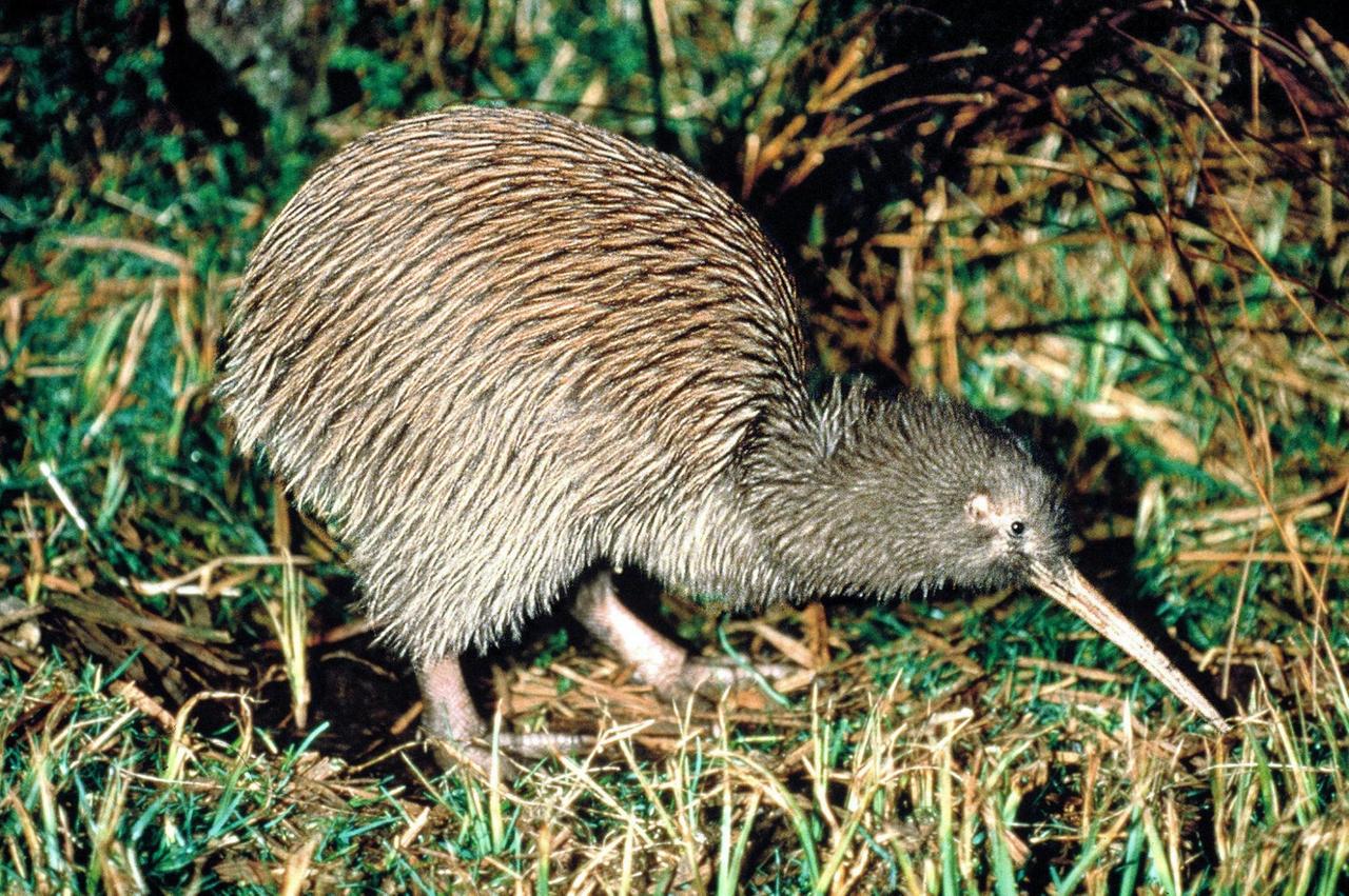 Ein ungewöhnlicher Vogel: der Kiwi, das Nationalsymbol Neuseelands. Der vom Aussterben bedrohte nachtaktive Vogel kommt nur in Neuseeland vor. Experten gehen davon aus, dass das Überleben der Kiwis nur mit Hilfe künstlicher Auzuchtstationen gesichert werden kann.