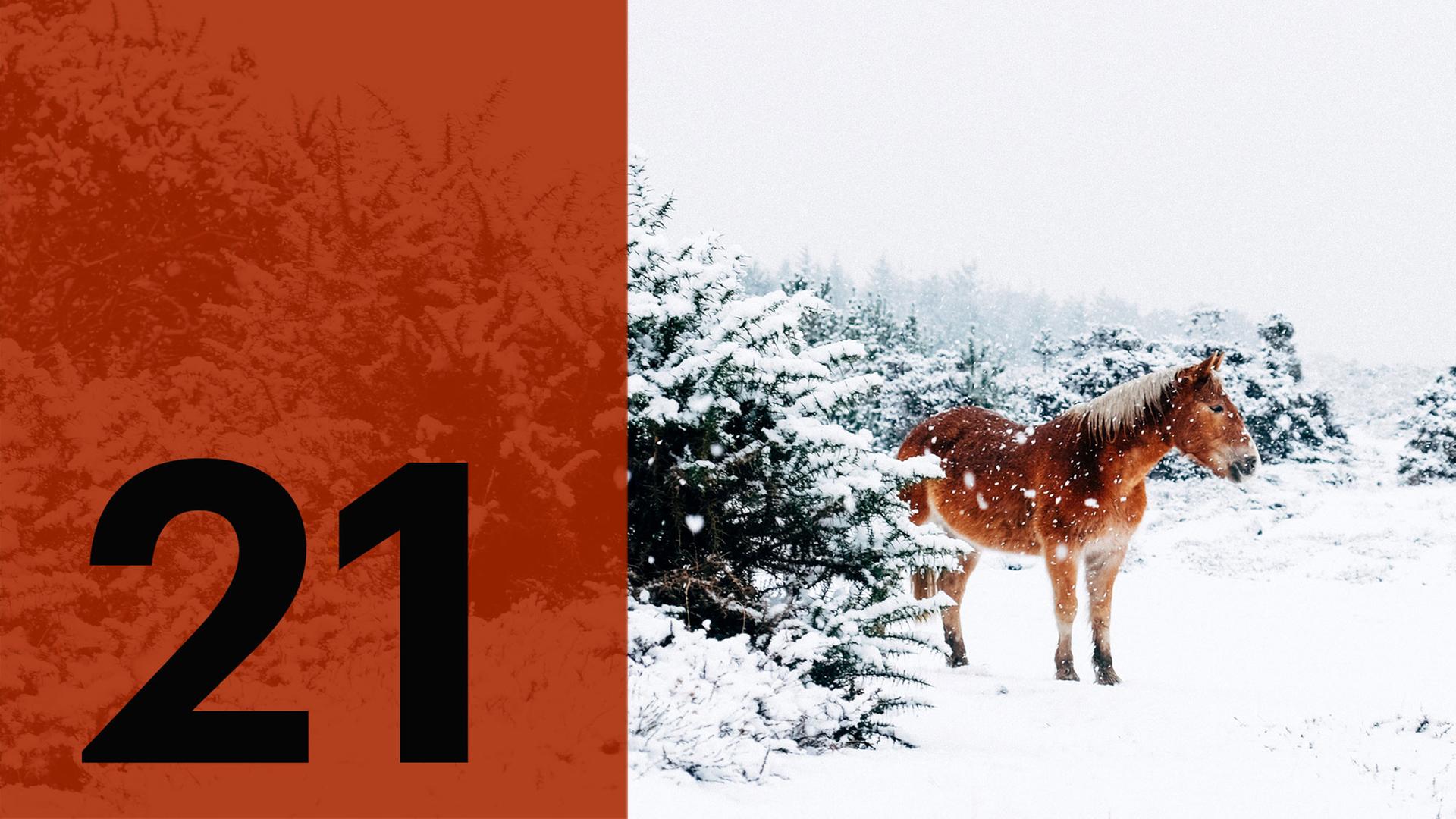 Im Hintergrund ein Pferd im Schnee, im Vordergrund die Zahl 21.