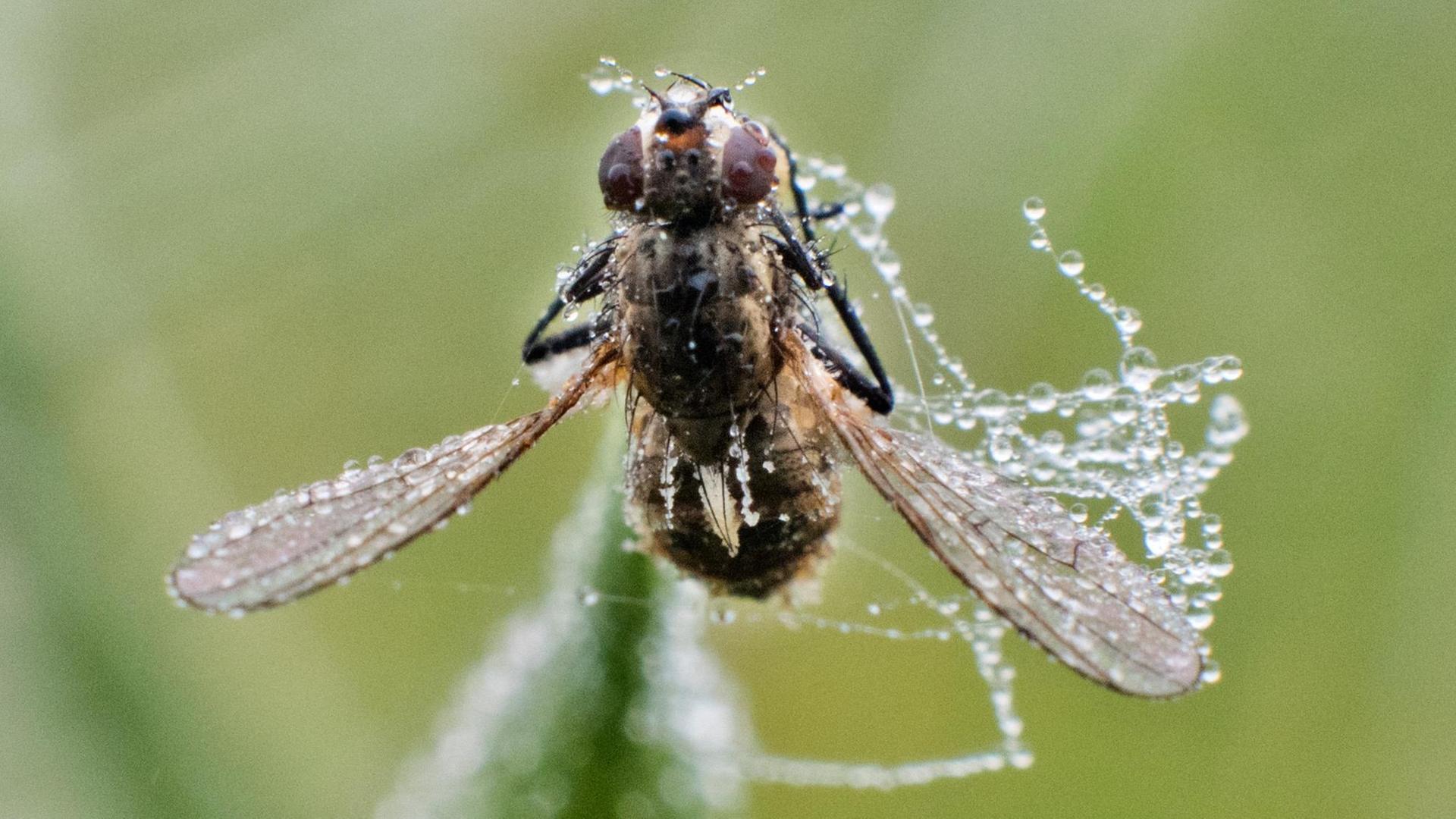 Eine vom Morgentau überzogene Fliege sitzt am auf einer Rapspflanze auf einem Feld.