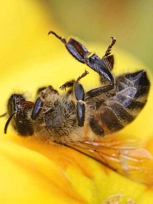 Eine tote Biene liegt auf einer Blüte