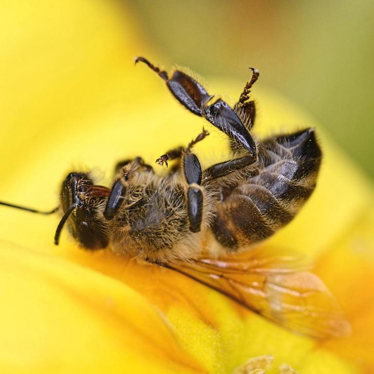 Eine tote Biene liegt auf einer Blüte