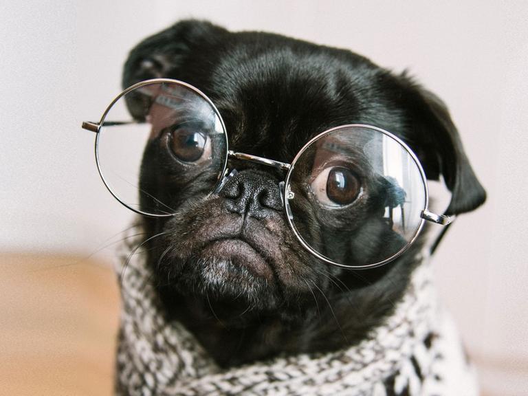 Ein schwarzer Mops trägt einen Wollpulli und eine Brille.