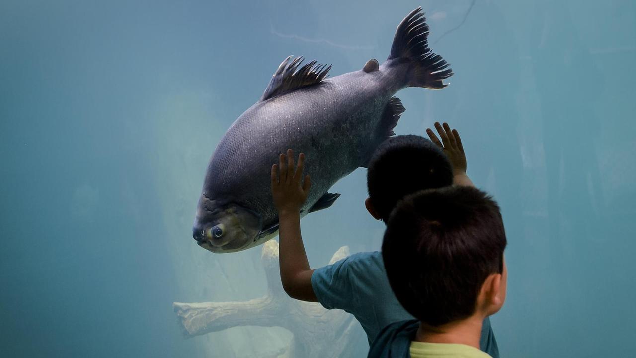 Ein Fisch und sein Besucher im Aquatis in Lausanne
