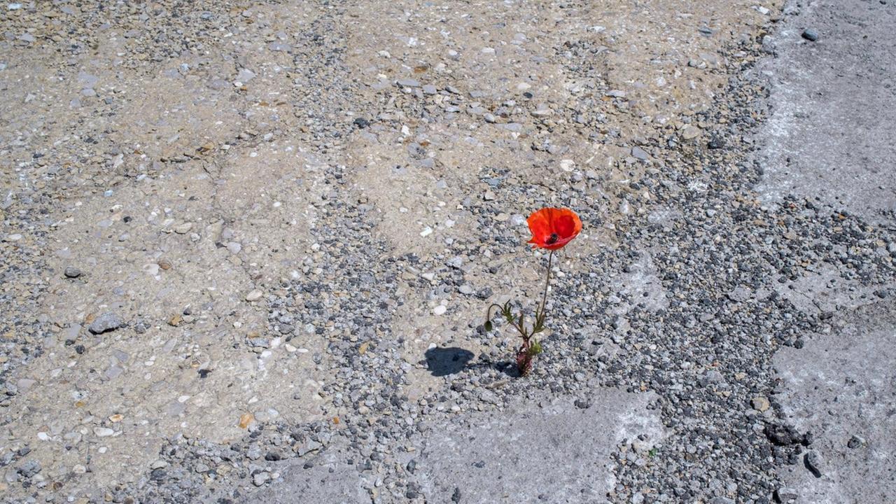 Eine rote Mohnblume wächst aus Beton- und Asphaltboden.